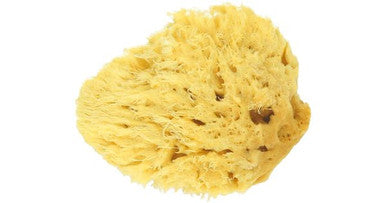 Spugna Caraibi 8 cm